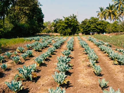 Agro Farm